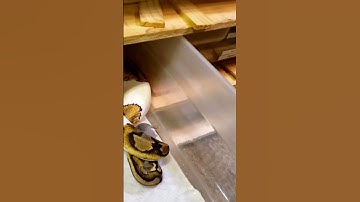 BALL PYTHON STRIKE!! #shorts