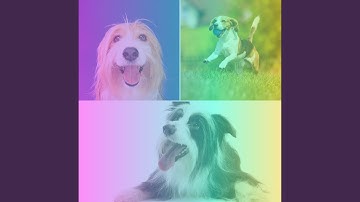 Pulsating Backdrops for Dog Curiosity