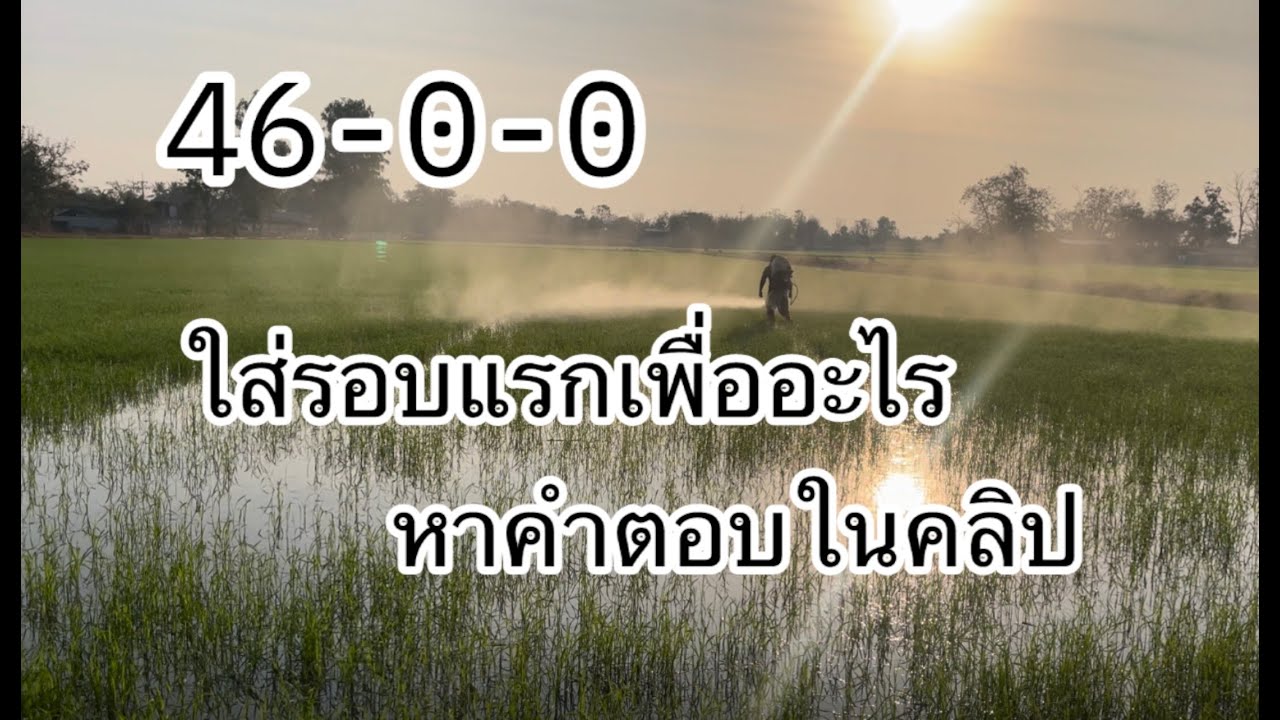 ปุ๋ย15-15-15ดีกว่าใส่ยูเรีย