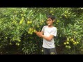 😍 Foreign Fruits Review By Abaan Muhammed - Part 1 | Malappuram, Kerala