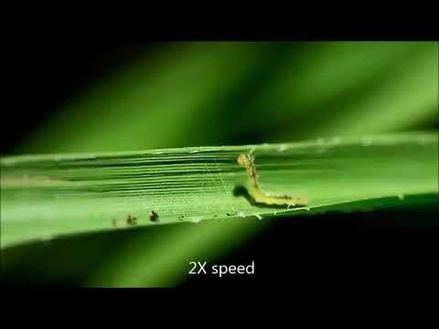 Video: Tortrix Moth Lifecycle: Tortrix Moth Kab ntsig txheeb xyuas thiab kho