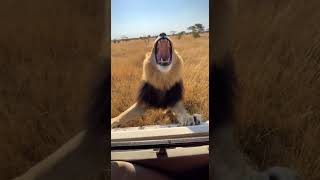 Lion Jumps Onto Safari Jeep — Tourists Freeze in Terror 😱
