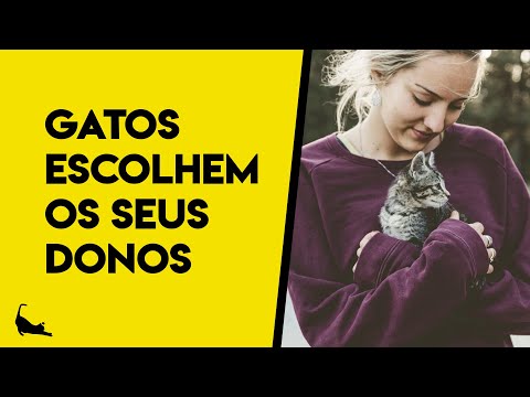 Vídeo: O Que Adoro Em Ser Dono De Um Gato