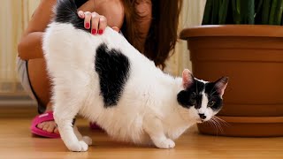 Why Do Cats Raise Their Back When You Pet Them?