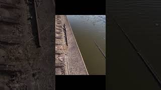 【FISHING】BITE！！BAMASUTO!JAPAN METHOD!ULTIMATE ALABAMA RIG!!