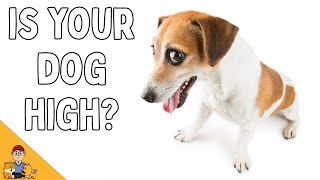 Signs Your Dog Is Stoned - Marijuana Toxicity Veterinarian Explains