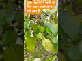 pooja paath me dhyan rakhne yogya baate# #motivation