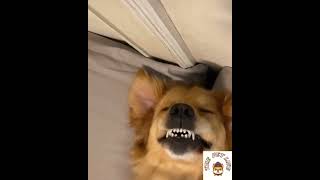 Husky puppiys first howls, so cute ?? | huskypuppy husky dog cutedog dogshorts puppydog cute