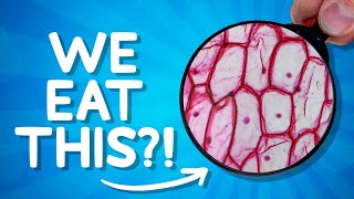 You Don't Want to See Your Food Up Close ("What's Under the Microscope? Game)