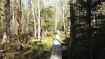 What are the benefits of being a polyglot programmer?