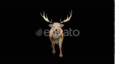 Deer Run HD | Motion Graphics - Envato elements