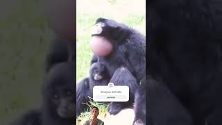 monyet siamang ketika mengeluarkan suara #monkey #hewanhutan #animals #gorilla #chimpanzee #shorts
