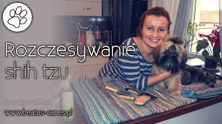 Rozczesywanie shih tzu