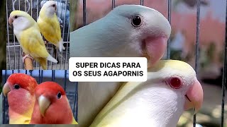 Super Dicas para a sua criação de Agapornis by Carlos Augusto criações 1,737 views 3 months ago 14 minutes, 10 seconds