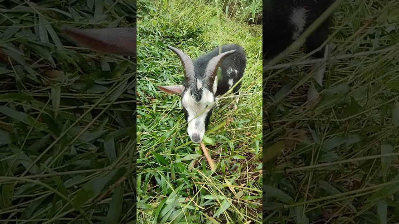 やぎさん🐐 - YouTube