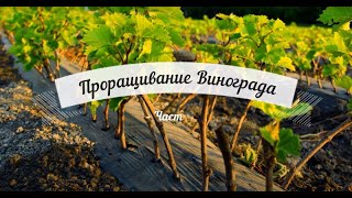 Начало проращивание черенков винограда - Часть 2