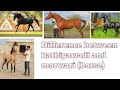 Difference between kathiyawadi and marwari horse