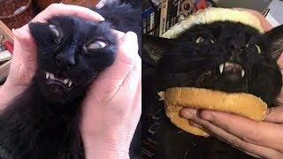 Cute is Not Enough 🐱 Hey! Don't touch me | Funny Cats Video 2019 by Life Of Cats 2,456 views 4 years ago 3 minutes, 37 seconds