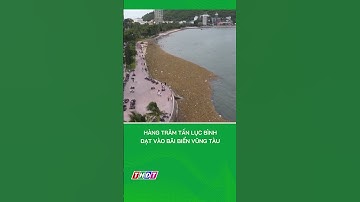Hàng trăm tấn lục bình dạt vào bãi biển Vũng Tàu #shorts