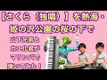 【さくら(独唱)】を熱海・姫の沢公園の見事な桜をバックにマリンバ歴半年の山下兄弟とカエル君が弾く!(マリンバ初めて234日🔰)