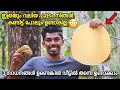 BIGGEST PAPPADAM | ഈ ഓണത്തിന് ഇതുപോലെ ഒരു ഭീമൻ പപ്പടം ഉണ്ടാക്കിയാലോ? ONAM SPECIAL😳😳🔥🔥