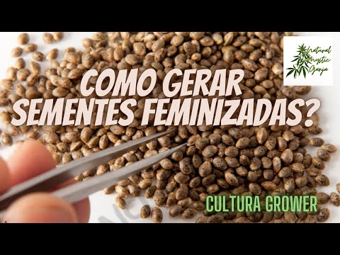 Vídeo: Por que as sementes feminizadas produzem sementes?