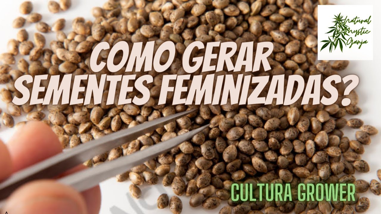 COMO NASCEM AS SEMENTES FEMINIZADAS DE MACONHA?