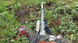 Ayam Hutan Hijau By