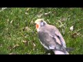 Cockatiel outside