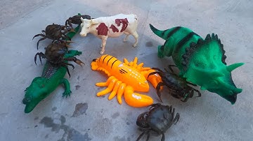 Ra máng mò các con vật, bắt được con cua, con bò, con khủng long. part-27