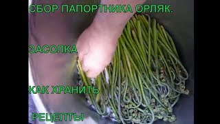 Папоротник ОРЛЯК СБОР. Как засолить папоротник на зиму. КАК правильно хранить ПАПОРОТНИК. салат Папоротник ОРЛЯК СБОР. Как засолить папоротник на зиму. КАК правильно хранить ПАПОРОТНИК. салат