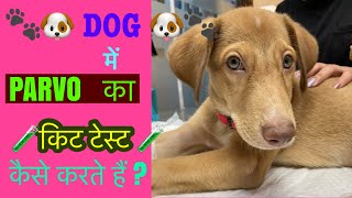 How to perform canine parvo kit test? जानिए कैसे करते हैं parvo बीमारी का किट टेस्ट?