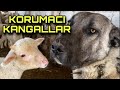 KORUMACI KANGAL EKİBİ VE 200 KOYUN | ARABAYA SALDIRDILAR.