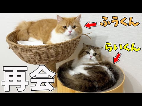ぽこ太郎 スコスコぽこ太郎&うま次郎〜猫ちゃんねる〜 - YouTube