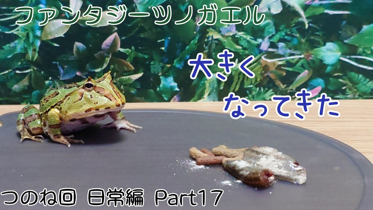 ファンタジーツノガエルのつのね　ヤングサイズに　日常編　Part17