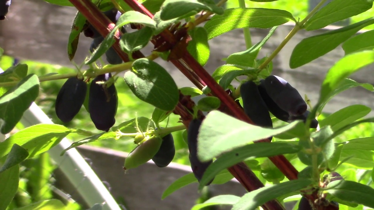 Haskap Berry, Honey Berry Harvest. Early season northern climate fruit