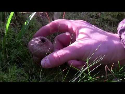 Video: Kuinka Valmistaa Vihannespilaa Sienillä