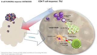 In less than 10 min Antibody Response B and Th2 cells