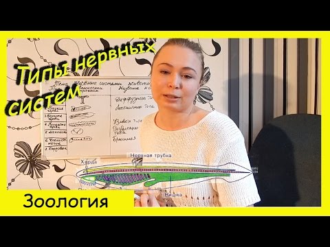 Типы нервных систем животных.