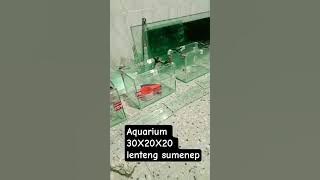 #aquarium #ikanhias #aquariummini #ikanhiaskoki #fypシ゚viral #berdayungcinta
