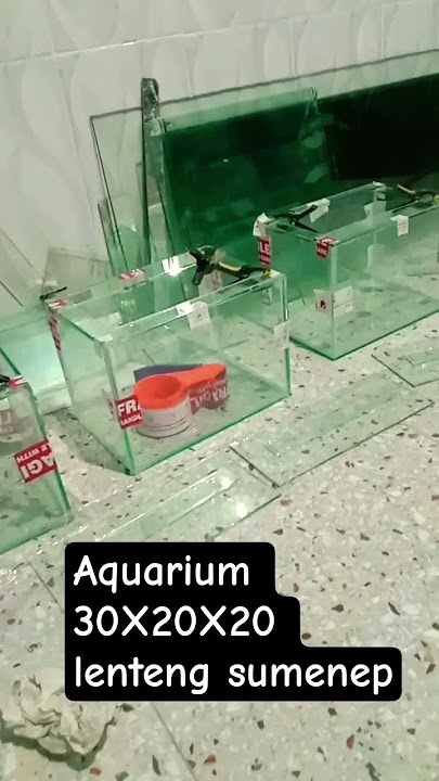 Download lagu #aquarium #ikanhias #aquariummini #ikanhiaskoki #fypシ゚viral #berdayungcinta