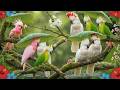🌳 Calming Relaxing Piano with Bird Sounds & Soft Rain Nature Sounds for Deep Rest and Healing