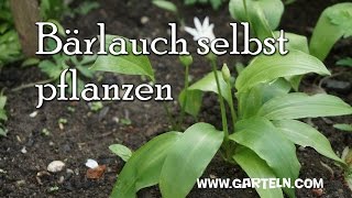 Bärlauch selbst pflanzen - YouTube