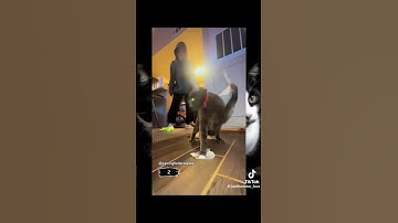 Cats vs duck tape #viral  #fyp #cats #ducktape #foryou