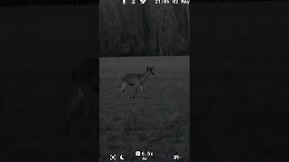 A Red Deer Doe in 4K Digital Night Vision | Pulsar Symbion DXR50 #Shorts