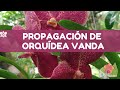 🌺 Propagación de orquídeas Vanda - CorpOrquídea