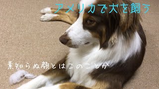 【オーストラリアン・シェパード】いたずらがバレて叱られるとこうなります | Australian Shepherd has funny face when his prank found out.