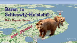 Bären in Schleswig-Holstein