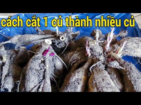 Video: Cách Lưu Củ Thược Dược Nảy Mầm Sớm