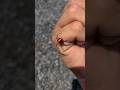 【猛毒】セアカゴケグモを発見したら…